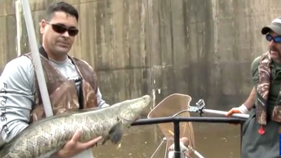 Invasive Species of Foreign Fish Spreading Throughout Virginia