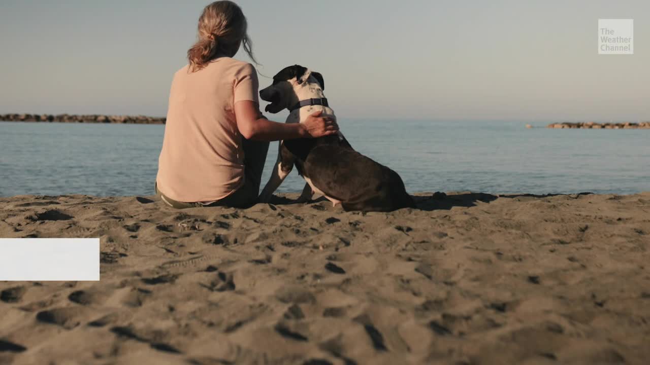 Is Sargassum Seaweed Dangerous For Pets?