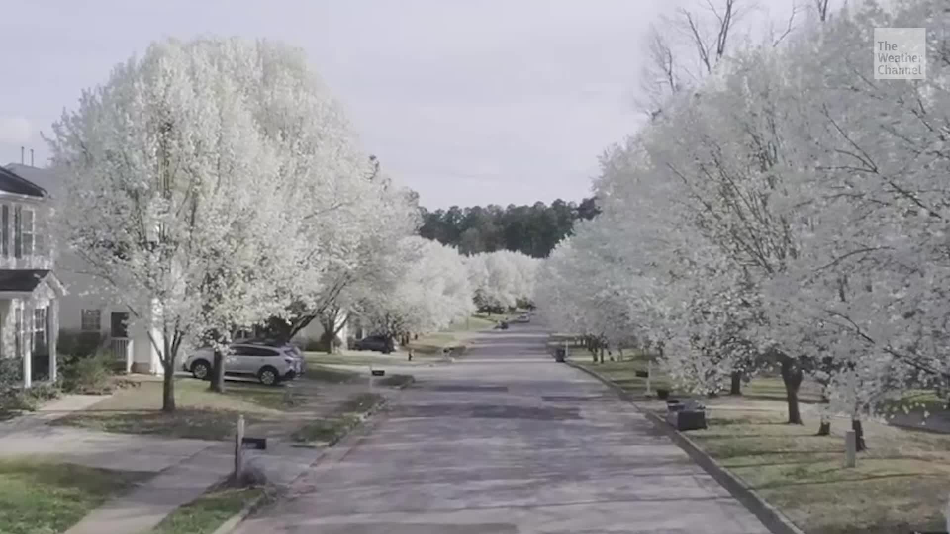 Is This Stinky Tree America's Most Hated?