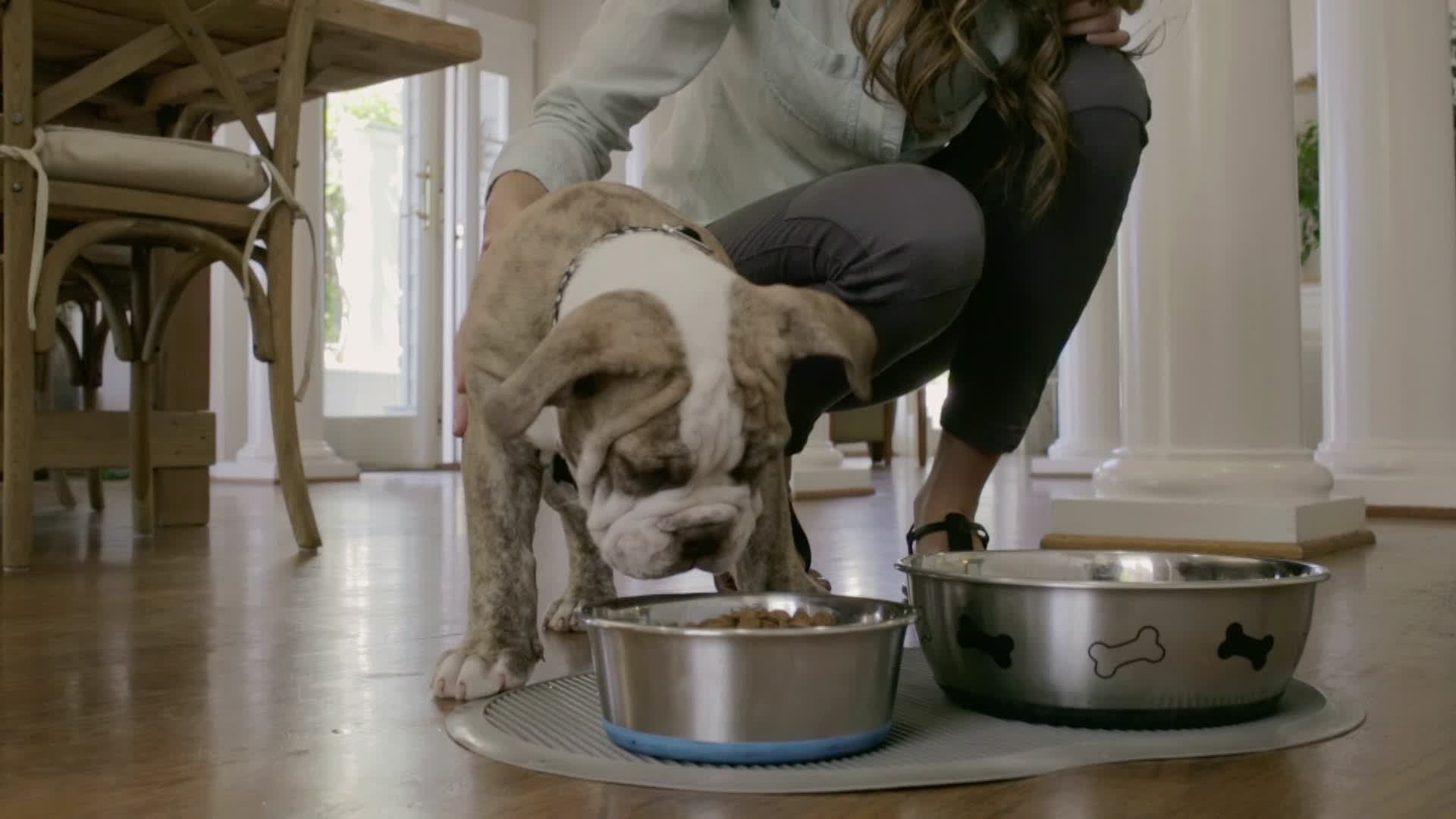 Is Vegan Pet Food Safe For Your Dog Or Cat?