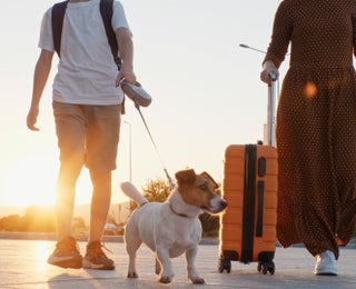 Is Your Dog Traveling Internationally? CDC Tightens Rules