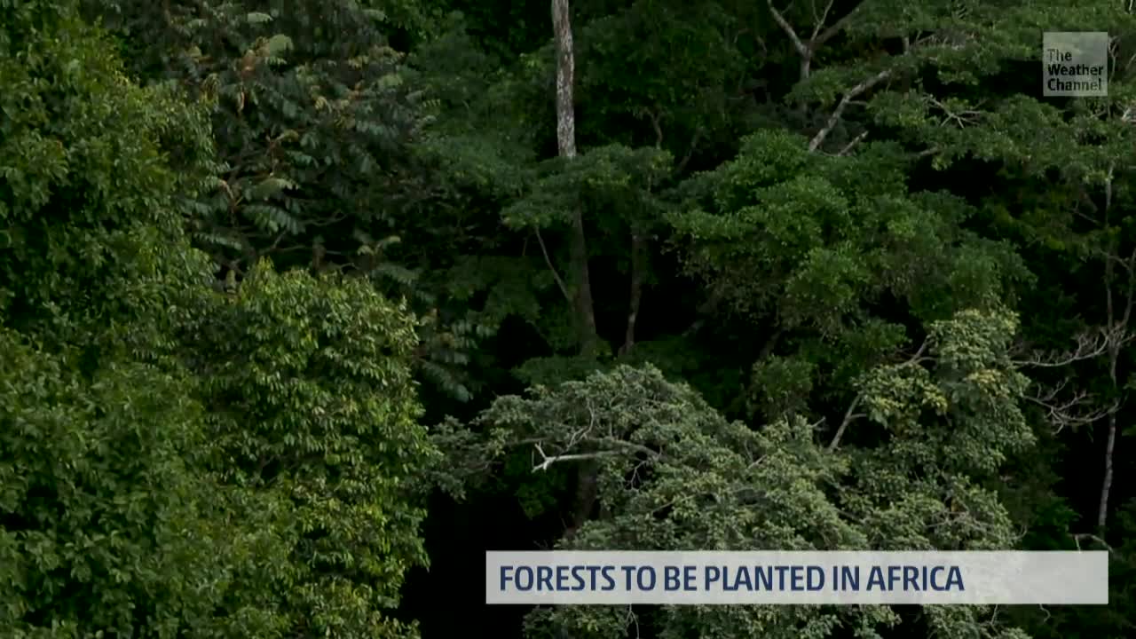 Italy Oil Giant to Plant 20 Million Acres of Trees in Africa