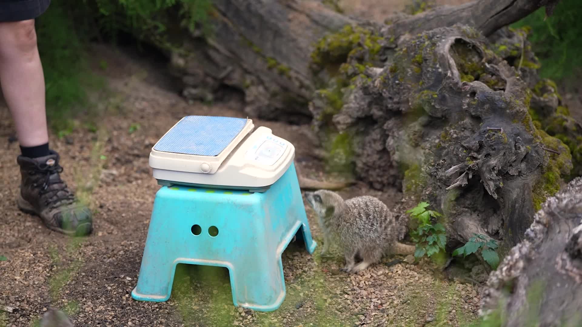 It&rsquo;s Weigh-In Time For London Zoo Animals