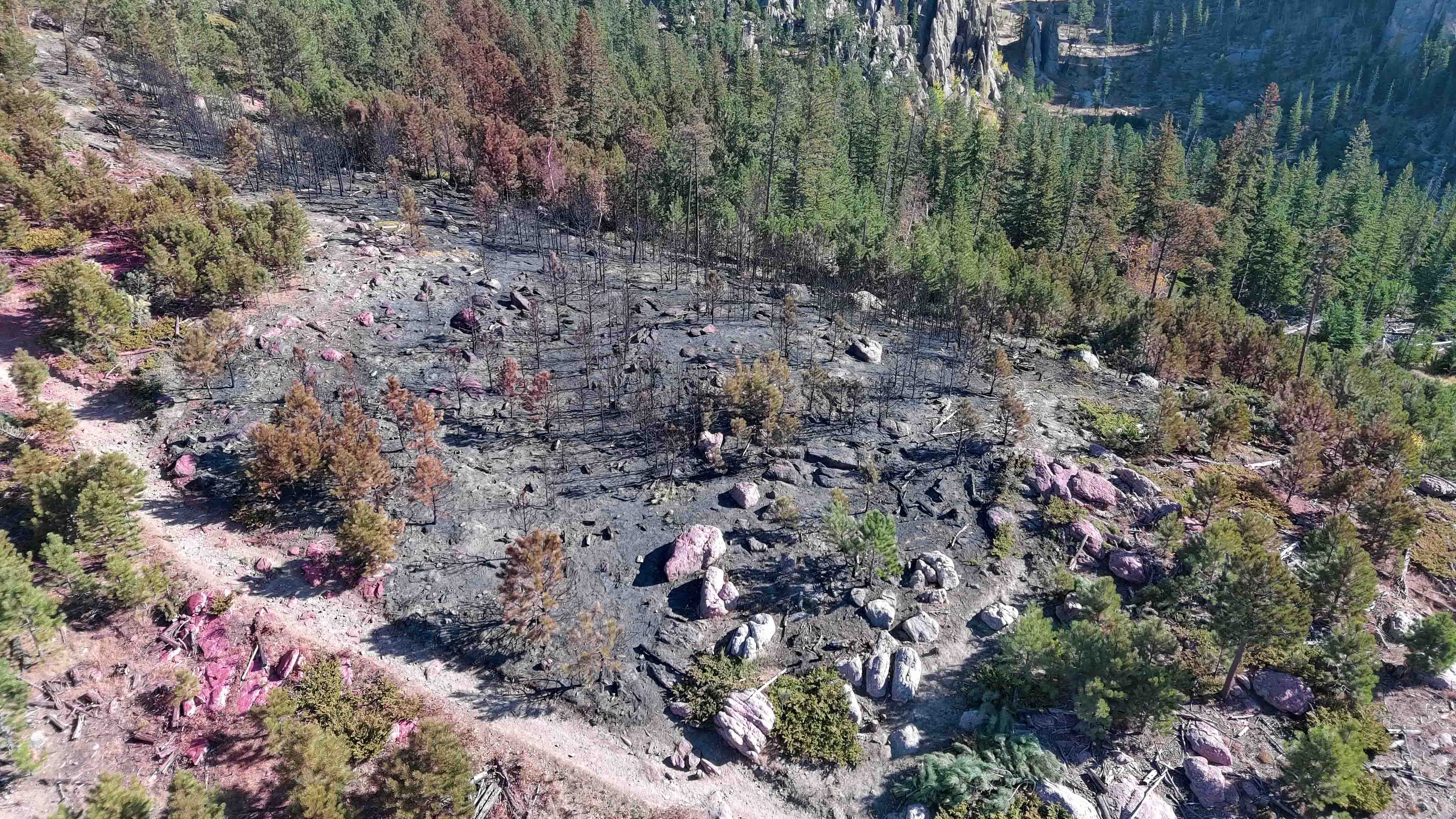 Aerial view of a burned forest patch with charred trees, scorched ground, and pink fire retardant on rocks amid green pines