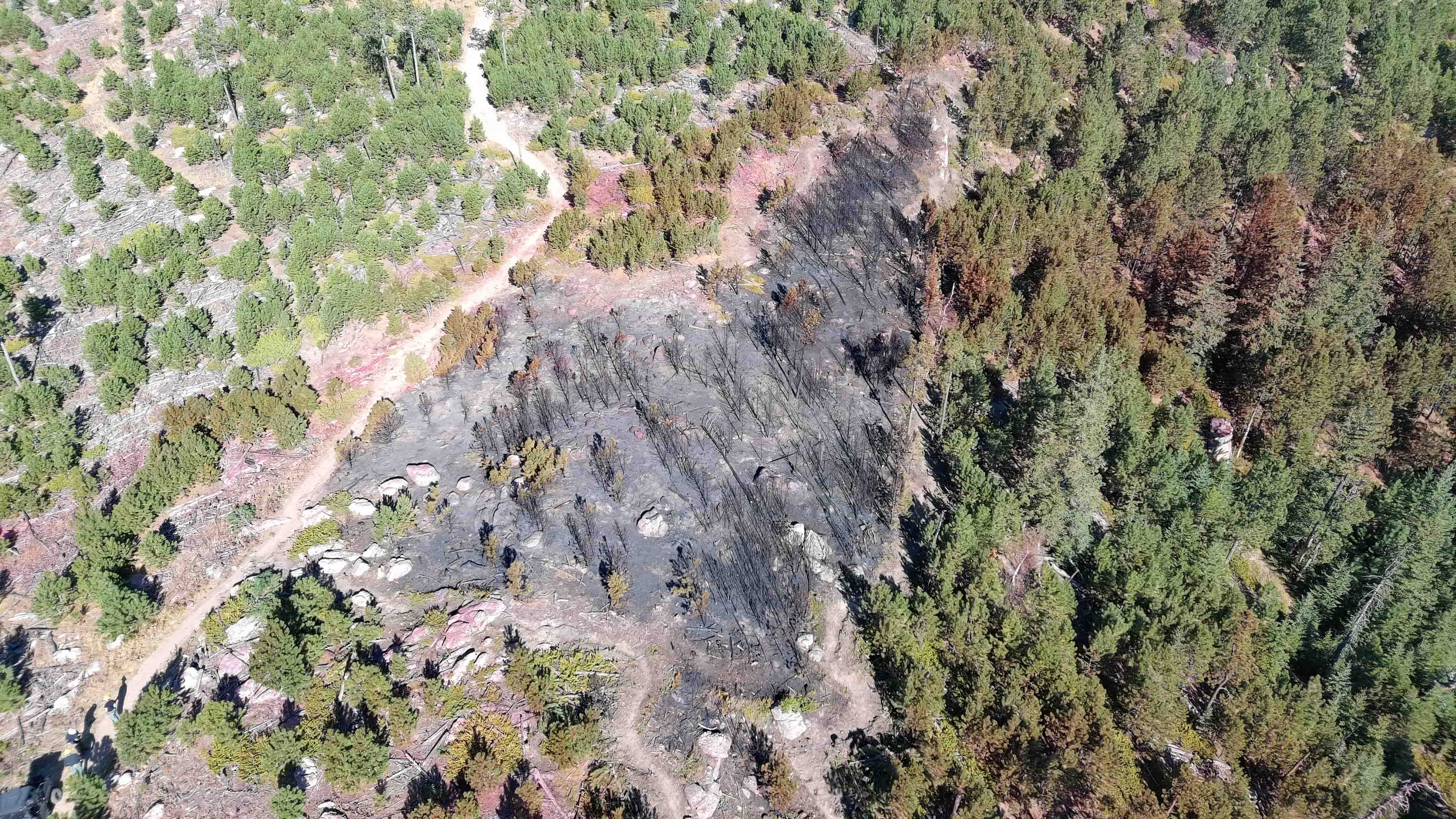 Aerial view of a forest with a burned, blackened area amid green pine trees and pink fire retardant patches