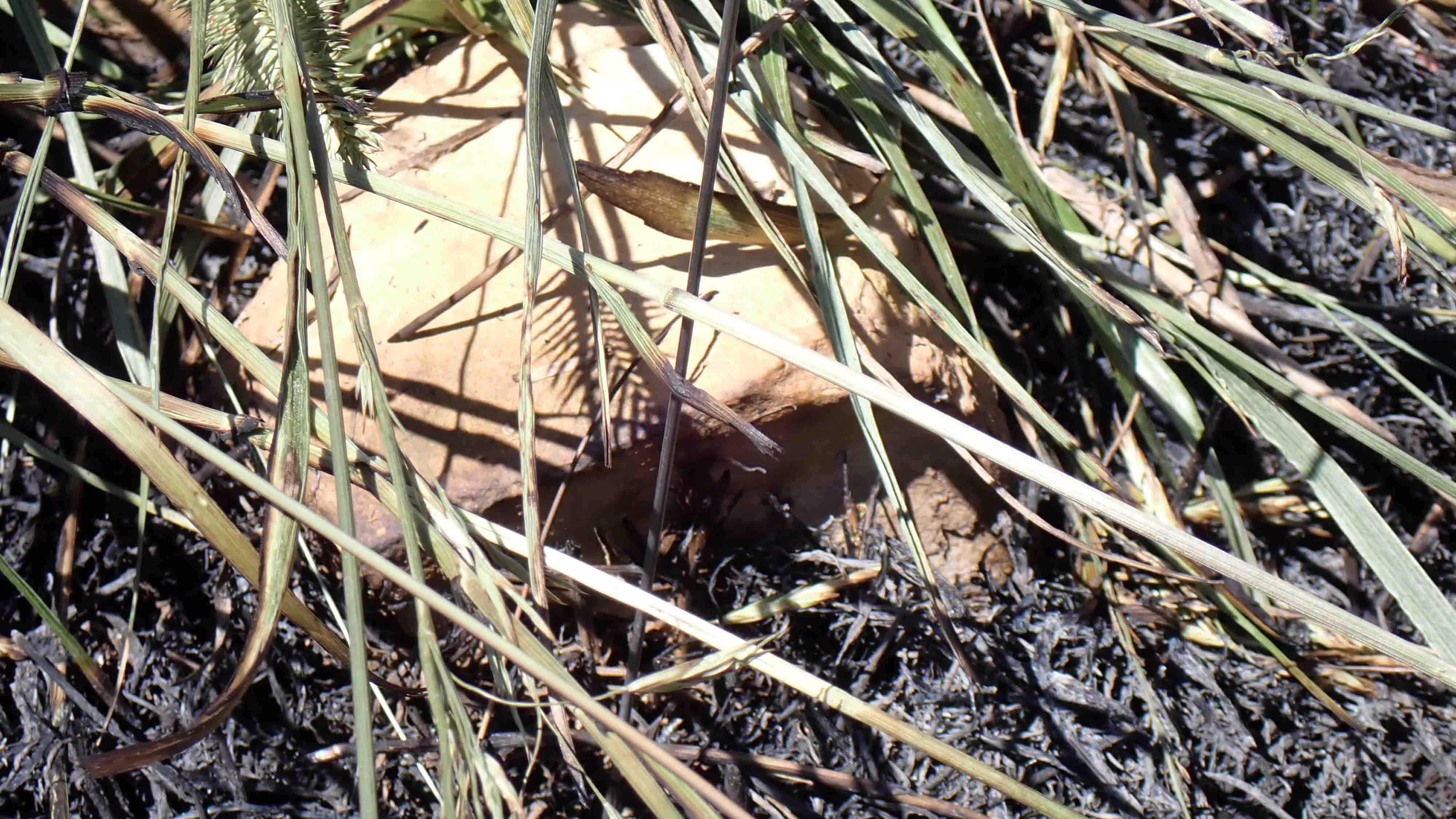 Close-up of dry grass blades overlapping a light-colored rock on dark mulch or soil