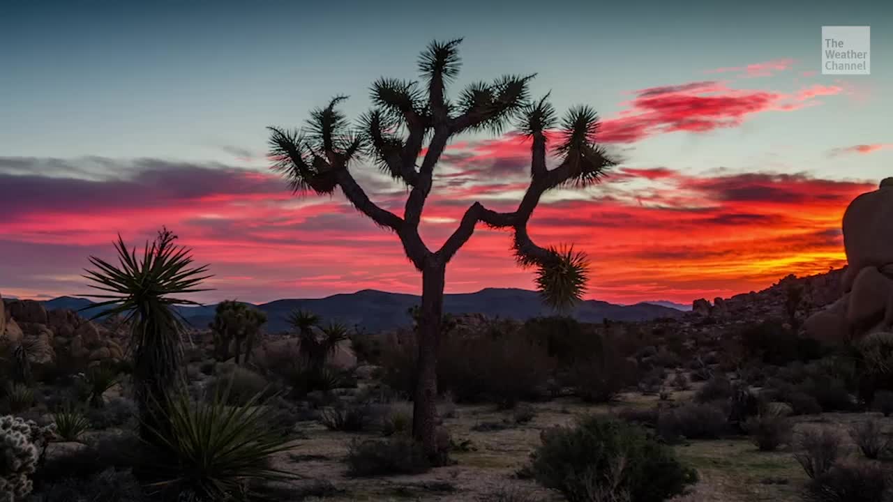 Joshua Trees Could Be Listed as Endangered Species