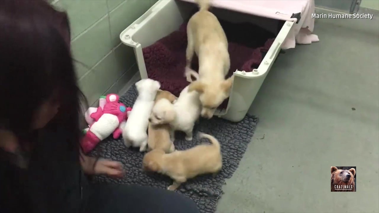 Joy Abounds as Mom Reunited with Pups
