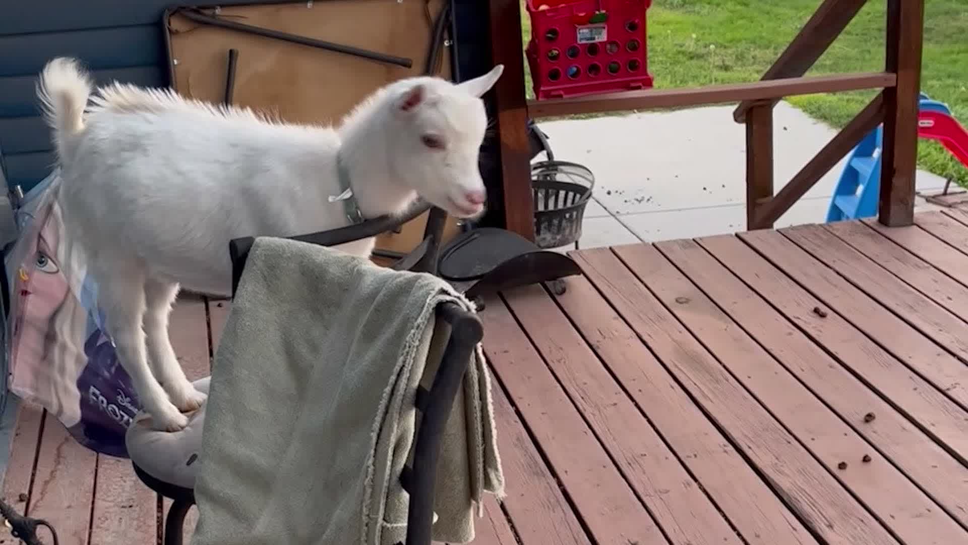 Jumping Goat Eats Weeds And Amuses Toddler