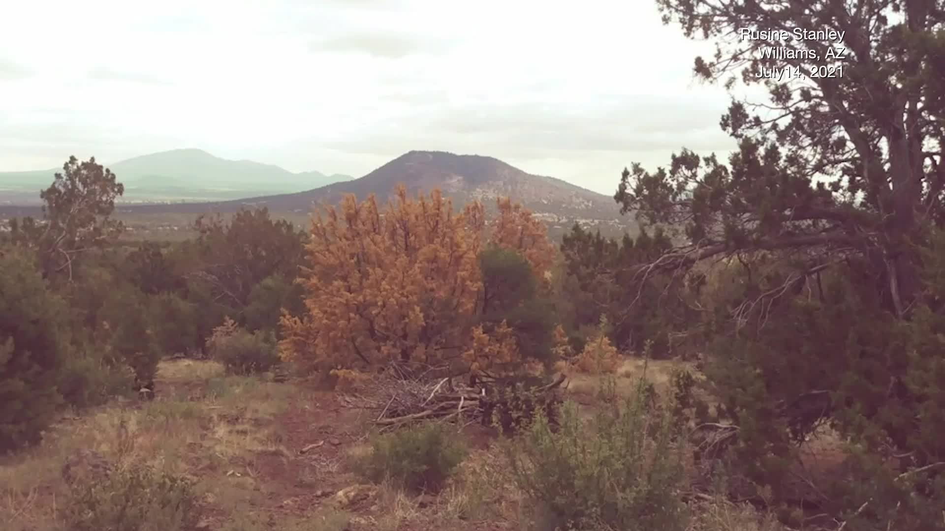 Juniper Trees Across Southwest Are Dying in the Drought