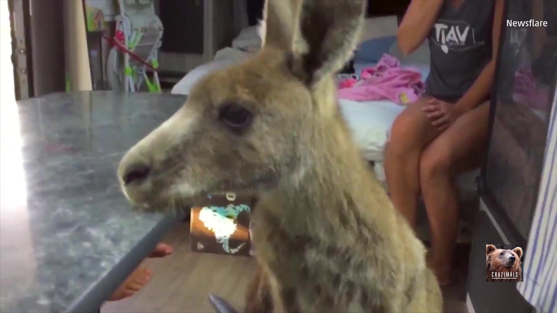 Kangaroo Surprises Camping Family