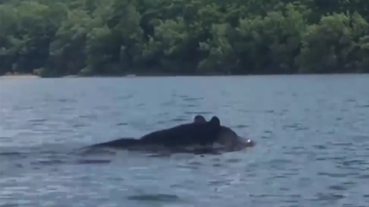 Kayaker Surprised by Bear in Hemlock Lake