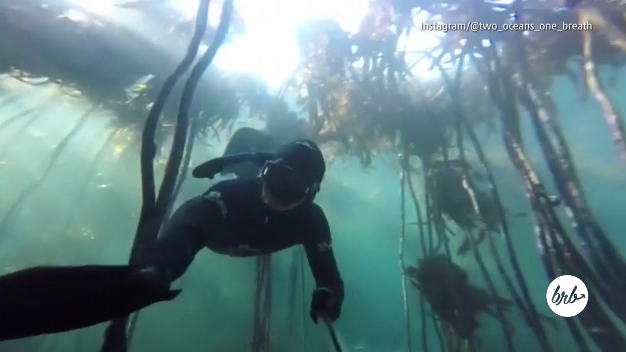 Kelp Forests Make for Great Diving and Snorkeling