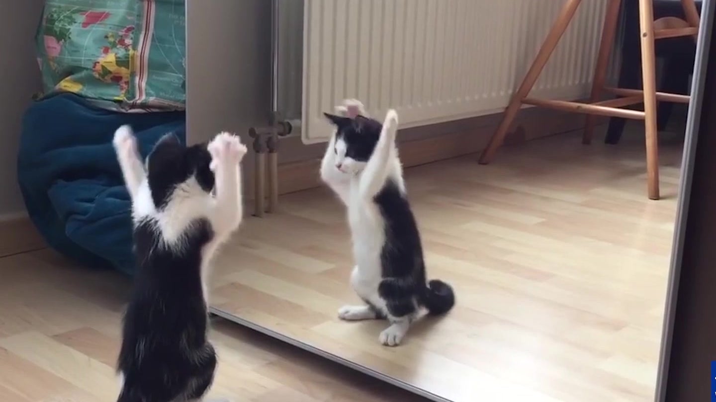 Kitten vs. Mirror