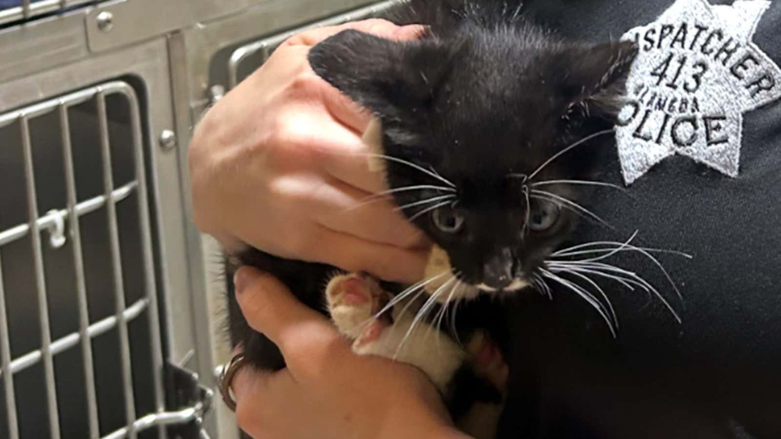 Kitten rescued from 10-foot pipe adopted by the dispatcher who took the call
