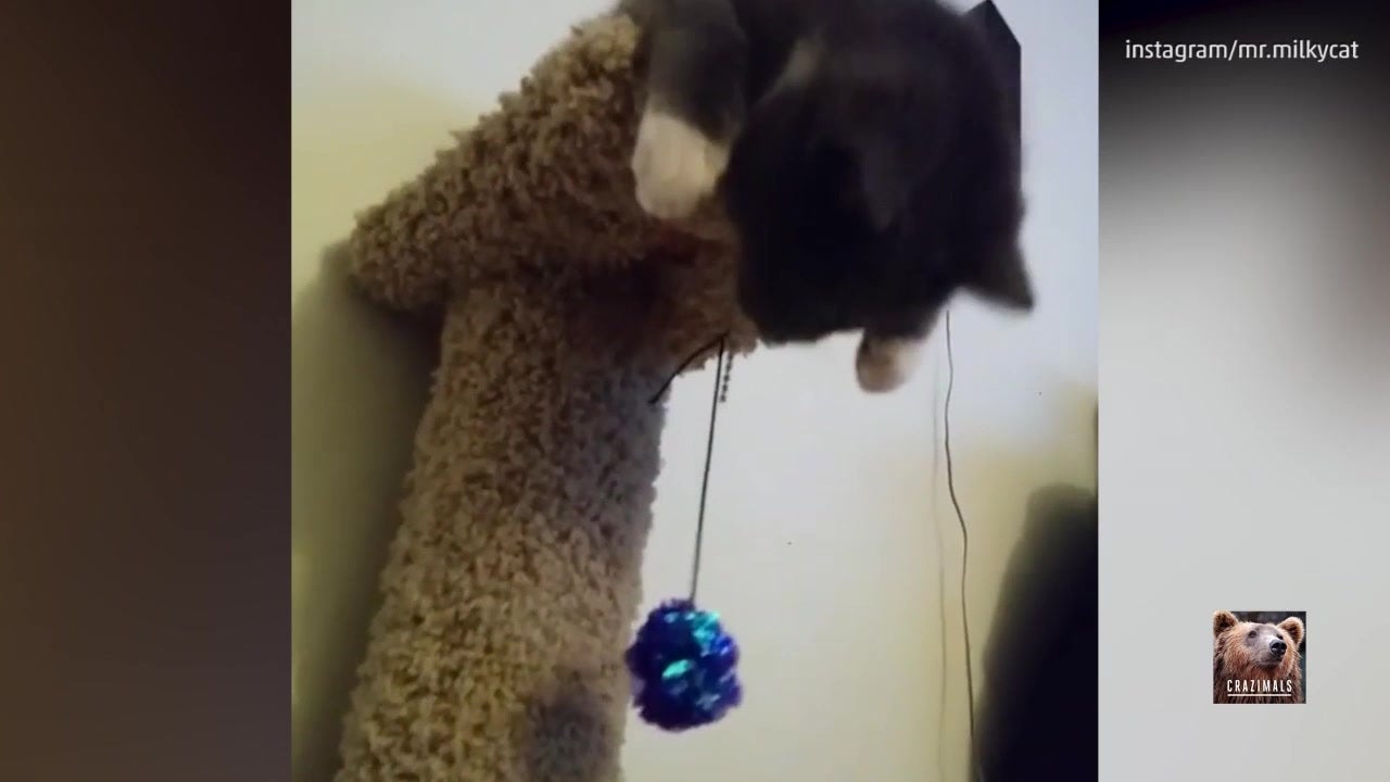 Kitty Goes Crazy Over Bouncy Ball