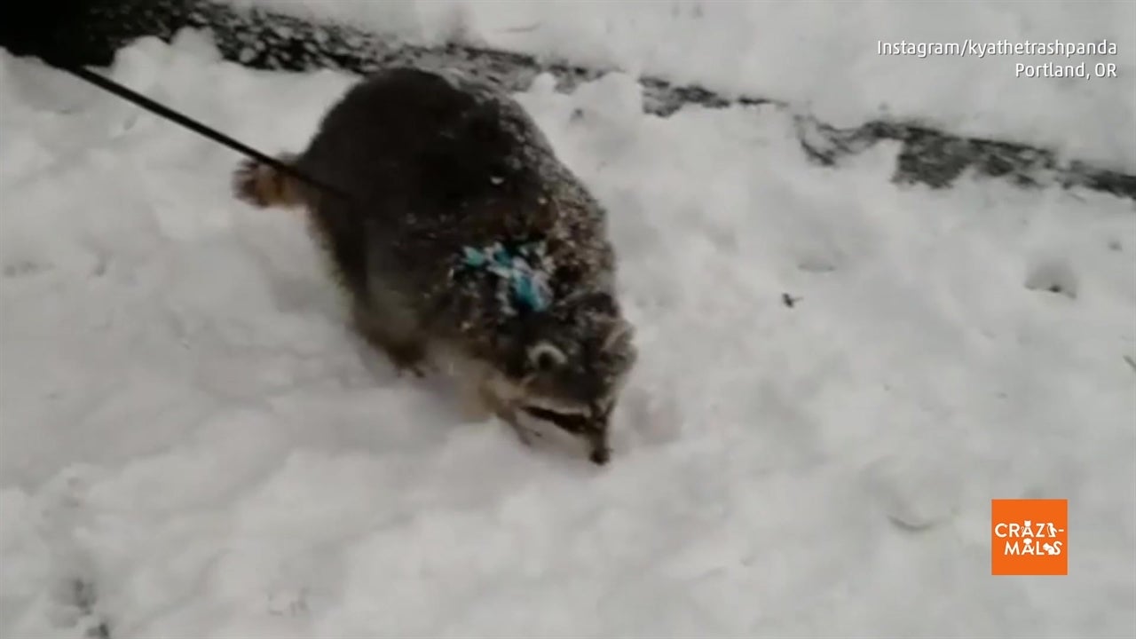 Kya the Raccoon Digs Around in Snow