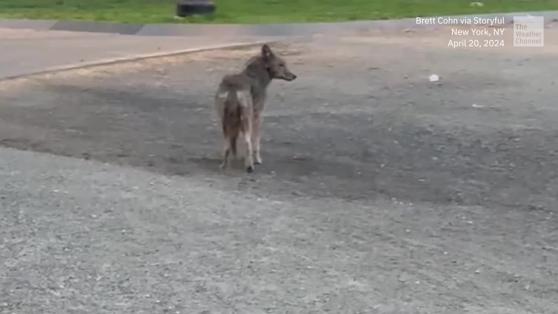 Large Coyote Stops Central Park Jogger In His Tracks