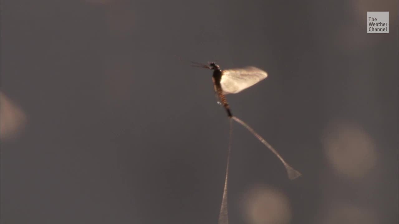 Large Decline in Mayflies Population in the U.S. a Warning Sign
