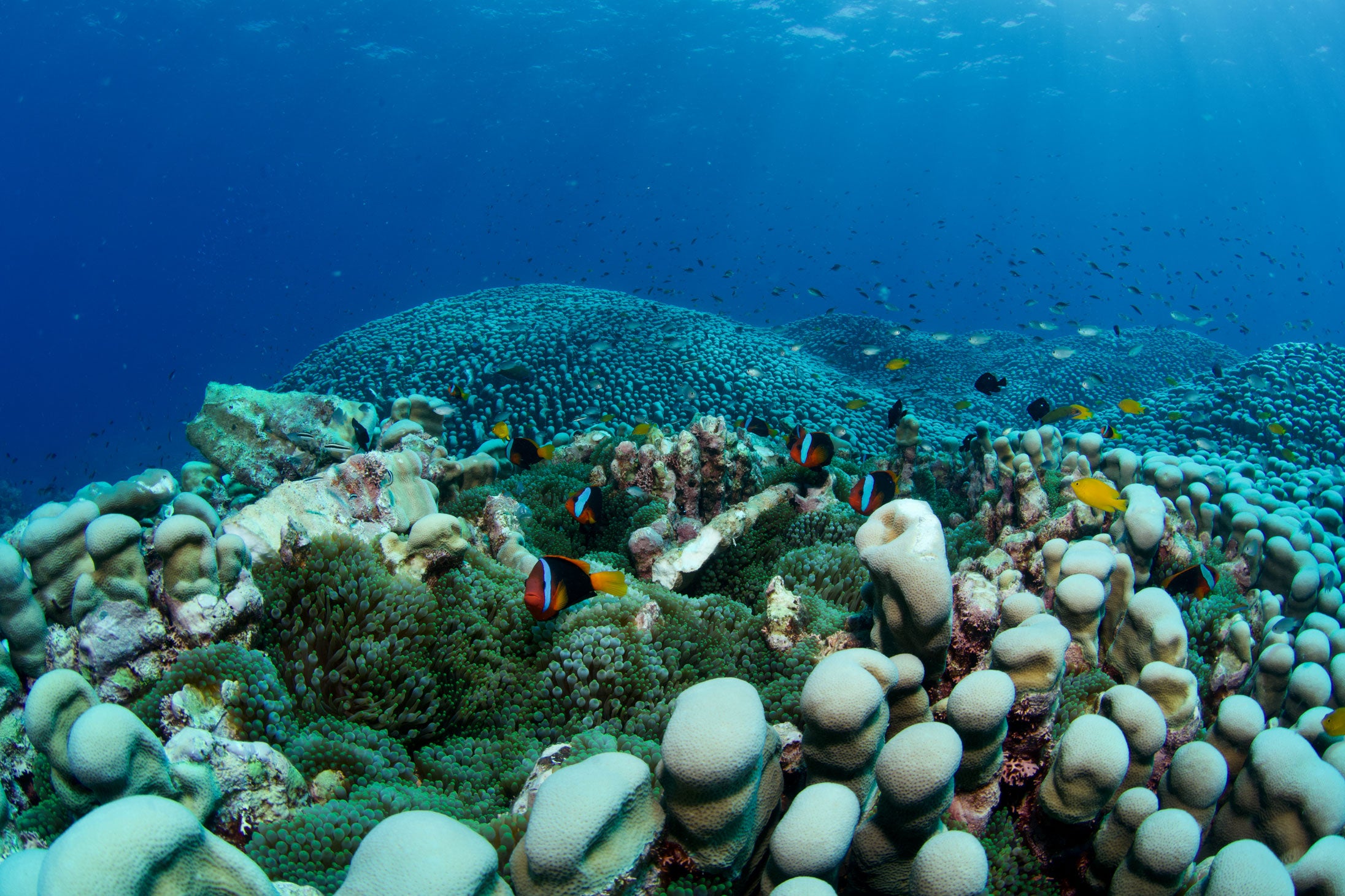 coral reef with fish