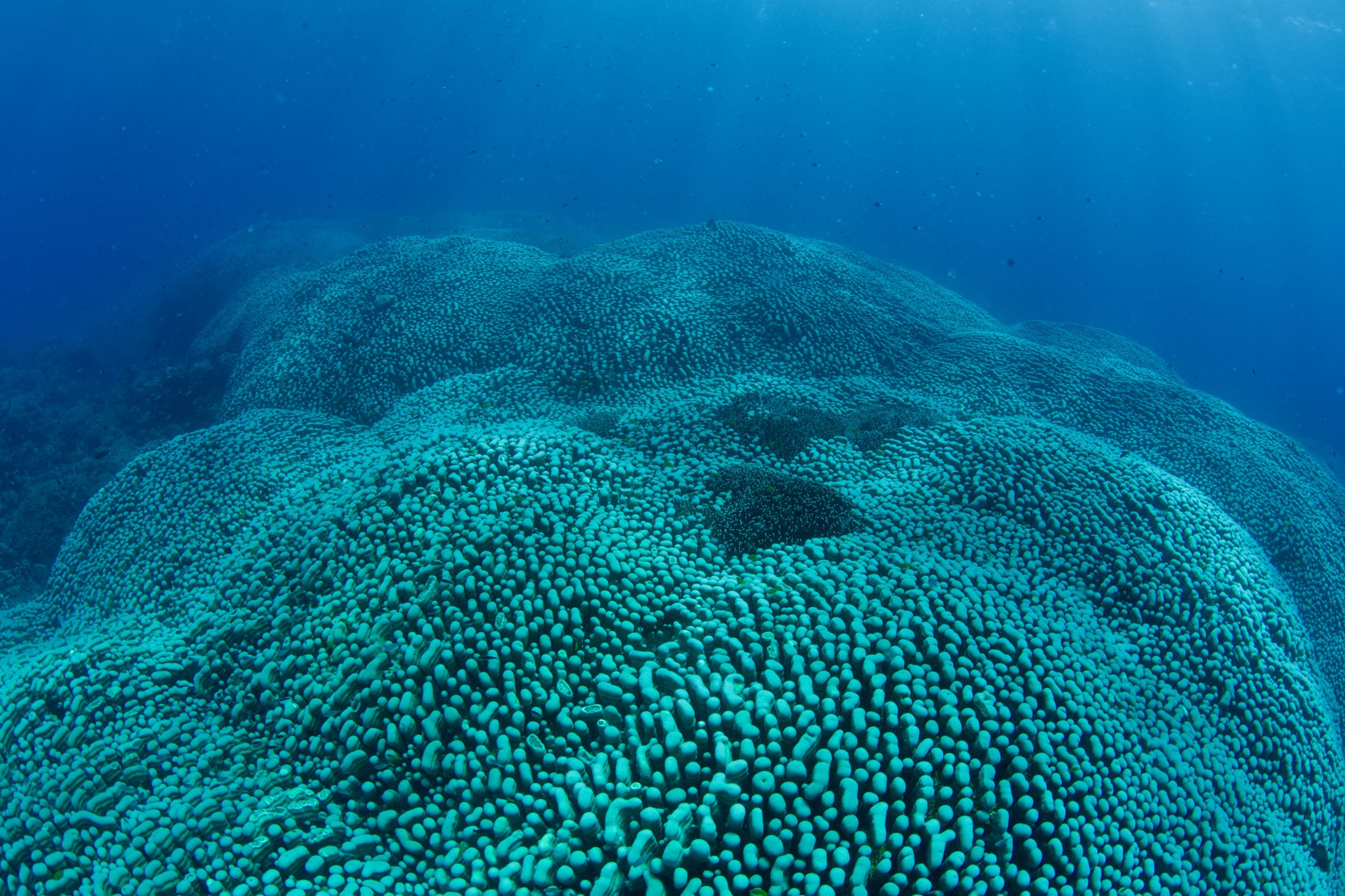 A large amount of coral underwater