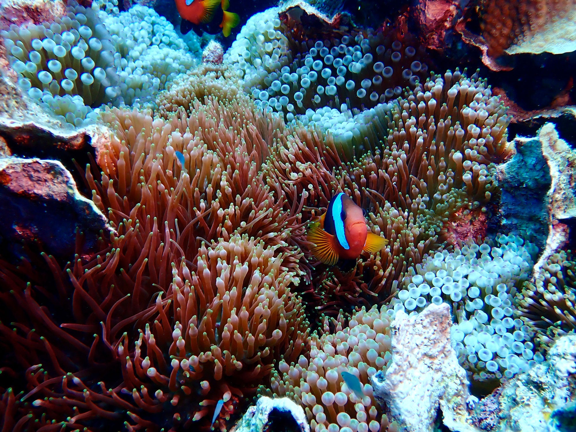 coral with fish