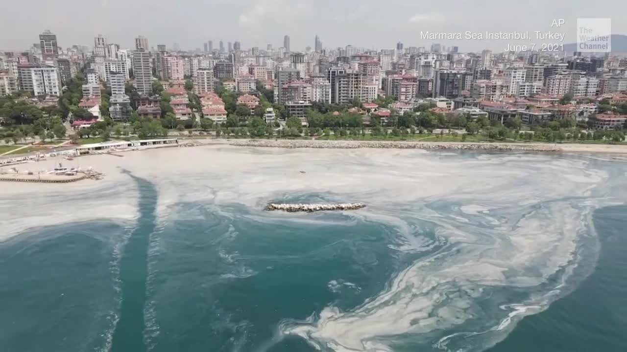 Largest 'Sea Snot' Outbreak in History