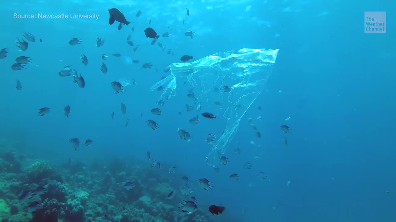 Laundry Unexpected Source of Ocean Plastic
