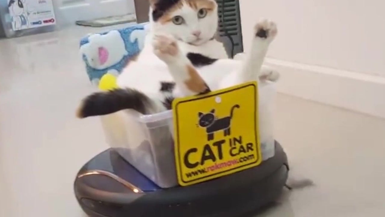Lazy Cat Goes for a Ride