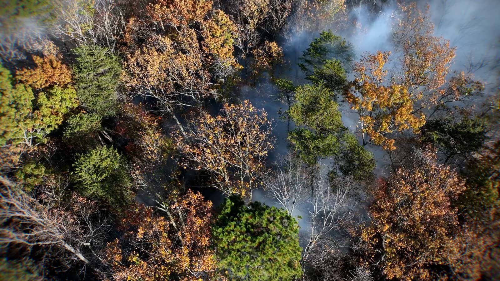 Where fall foliage will be muted by this year’s fires and drought