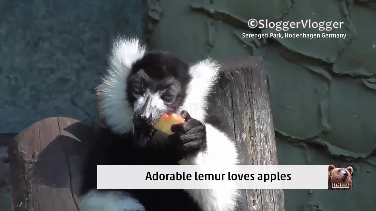 Lemur Loves To Eat Apples