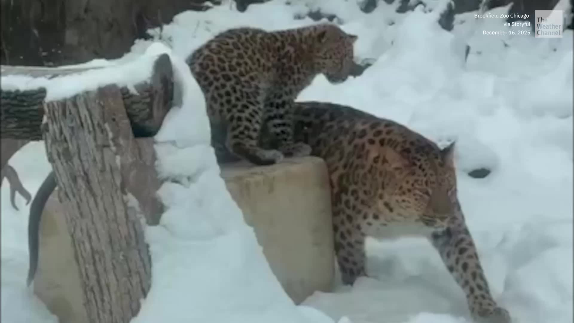 Leopards Frolic In The Chicago Snow