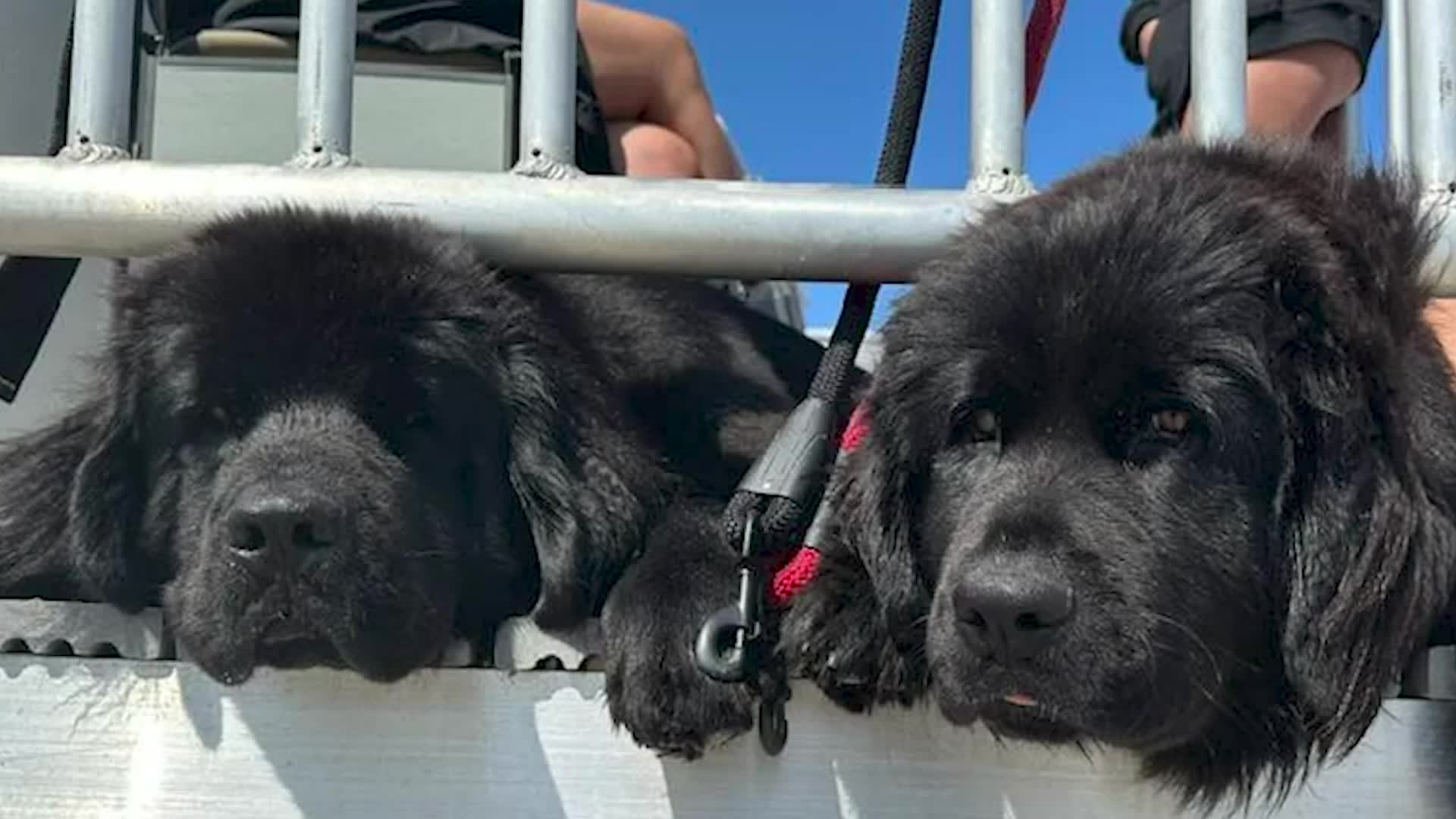 Lifeguard Dogs Help Human Counterparts At Beach 