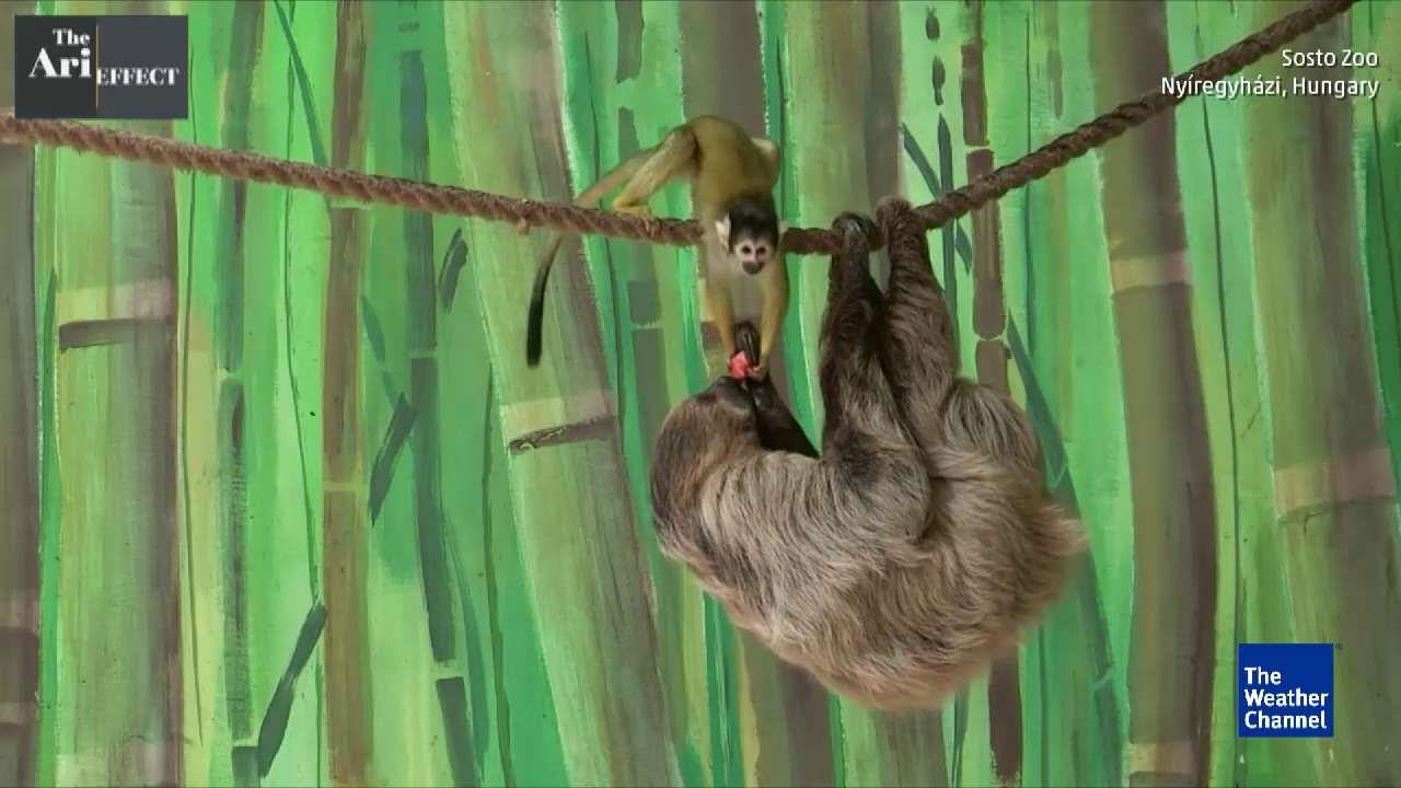 Like Taking Candy From a Sloth