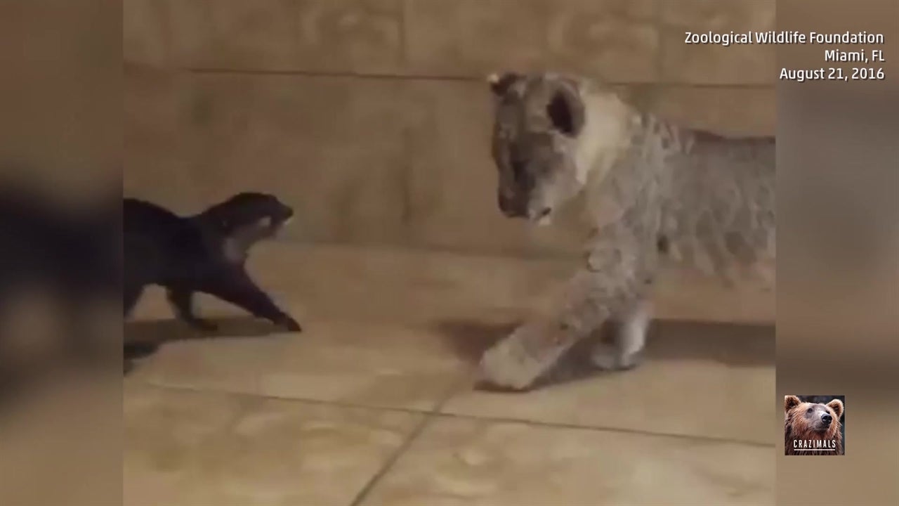 Lion Cub And Otter Face Off