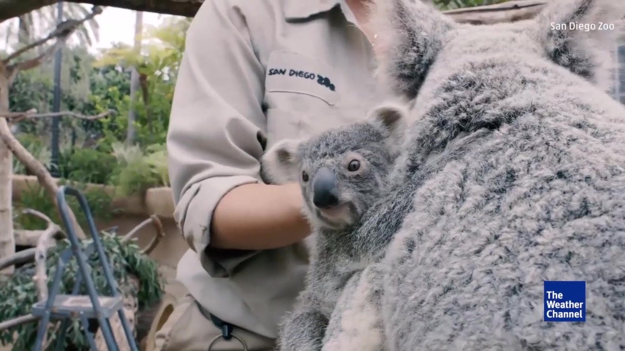 Little Koala Emerges From Pouch