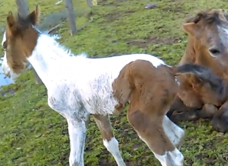 Little Pony is All Legs