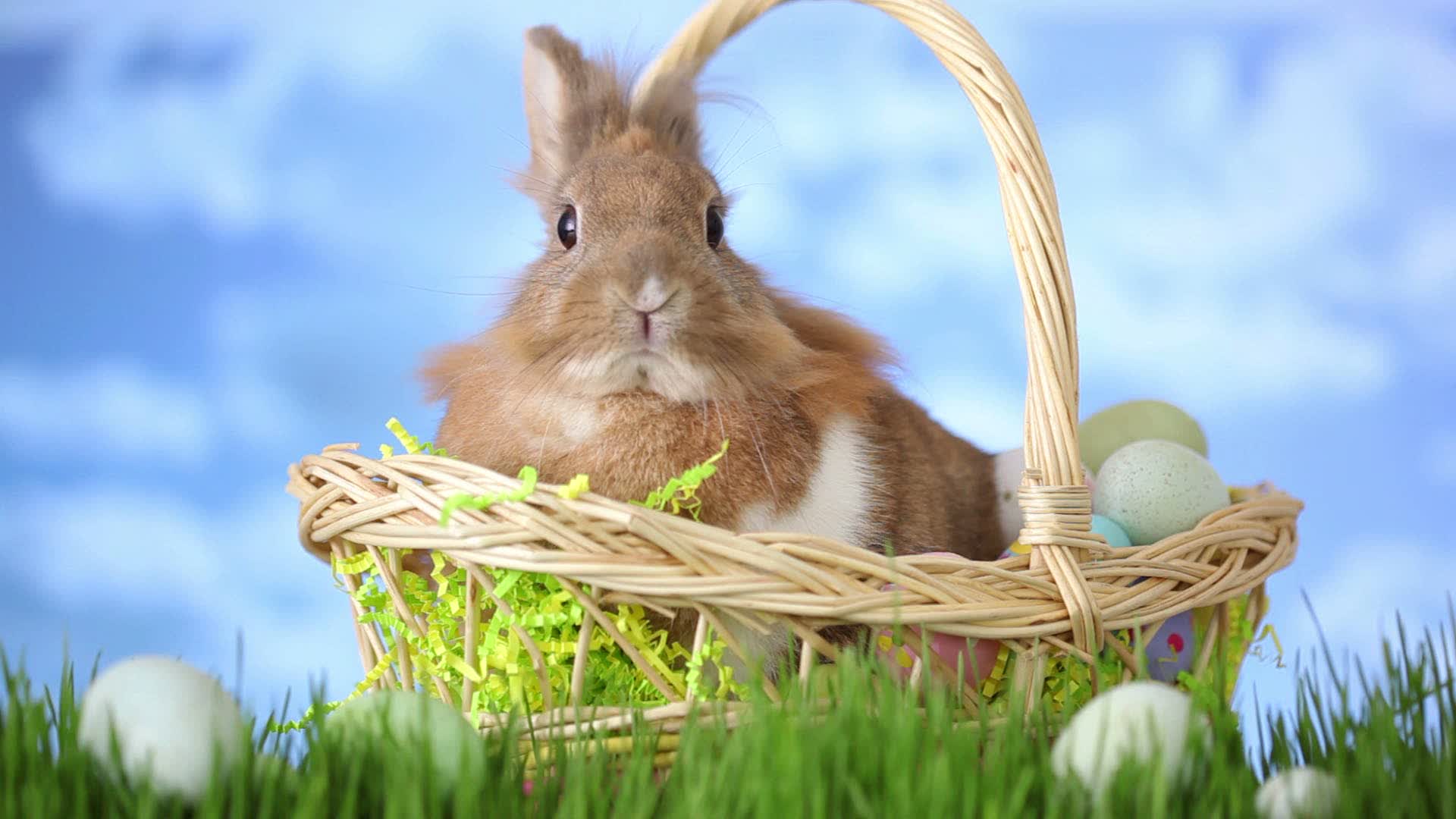 Live Rabbits Are Not Great Easter Basket Gifts