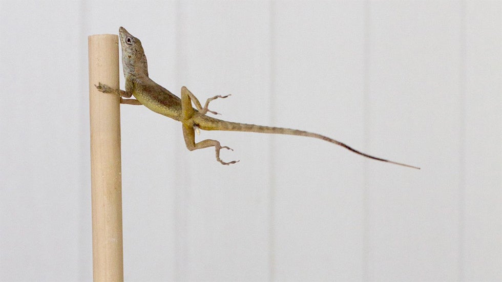 Lizards Plus Leaf Blower Equals Science