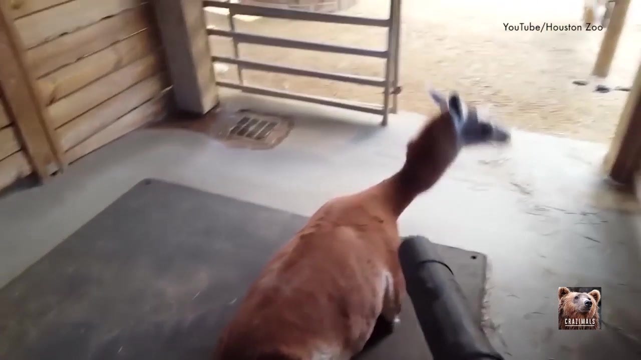 Llama at Houston Zoo Loves Leaf Blower