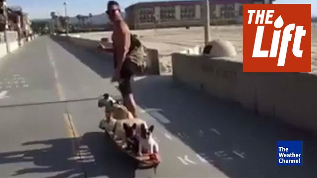Longboarding Frenchies