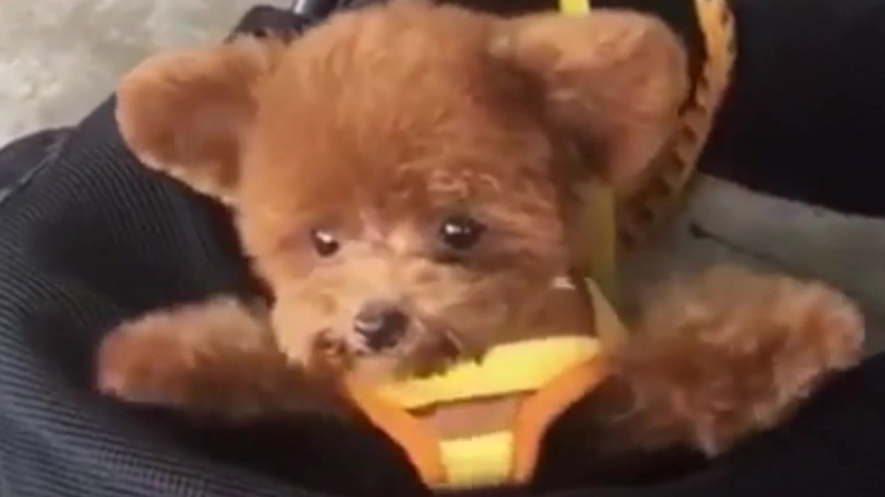 Looks Like a Toy, Until ...