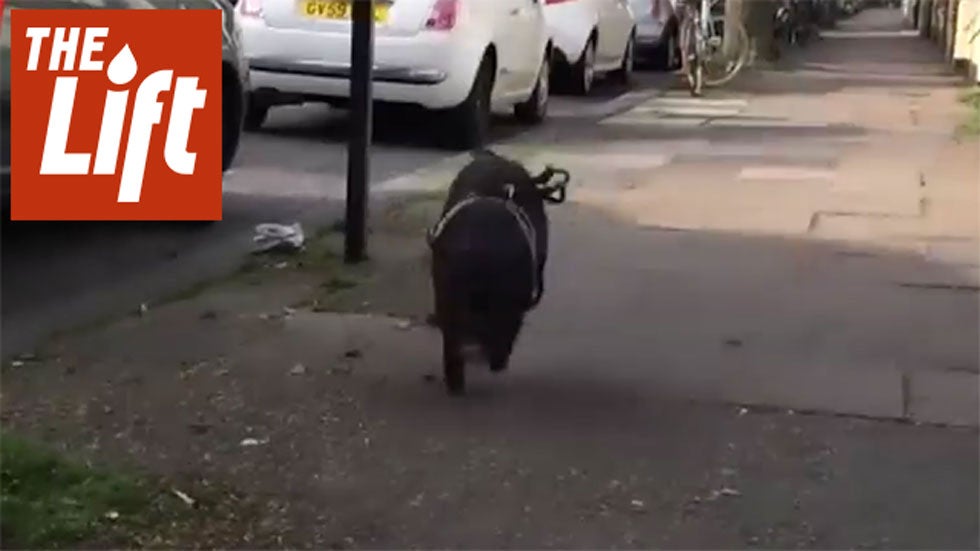 Louie the Pig is Like a Dog