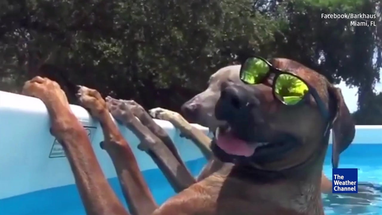 Lounging Is The Life At Pooch Pool Party
