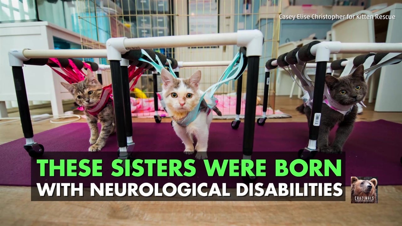 Loving Help for Disabled Kittens