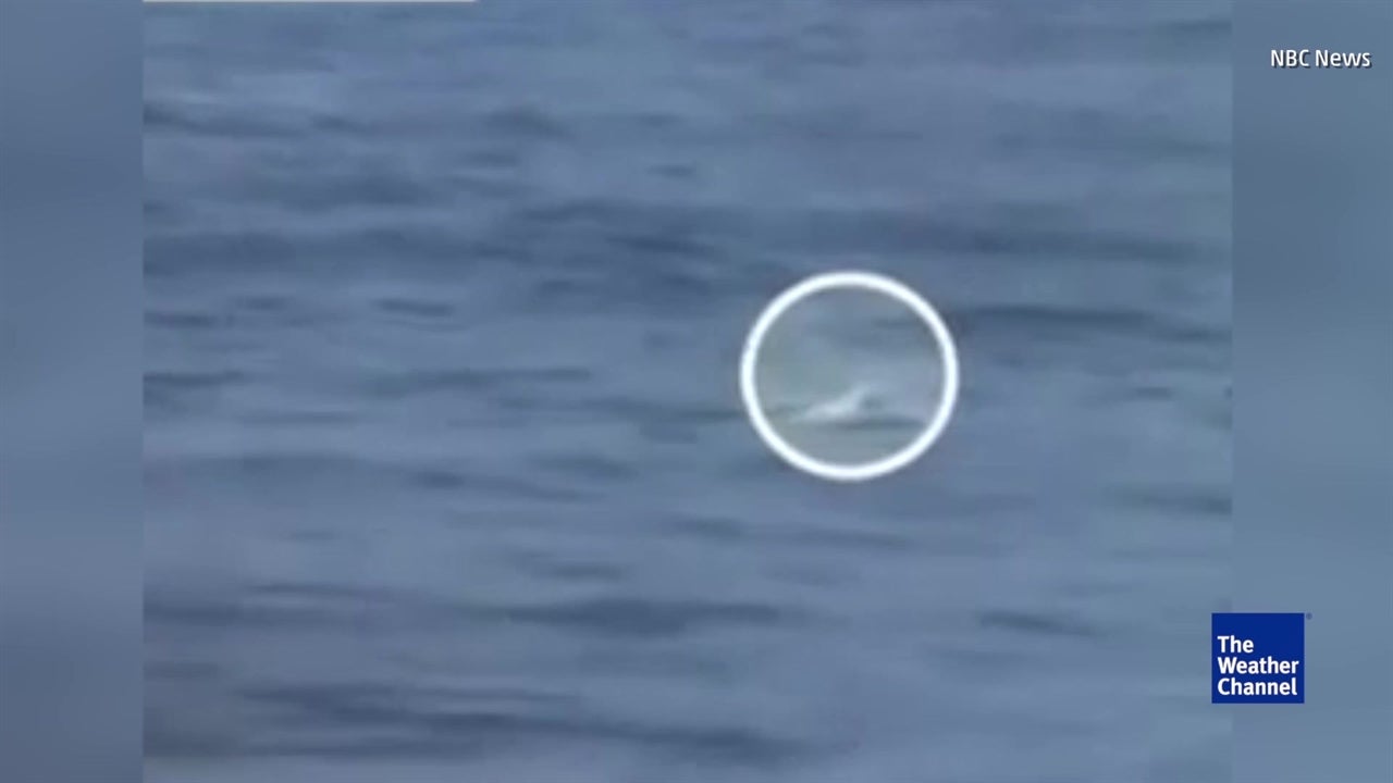 Lucky Dog Rescued by Lucky Day
