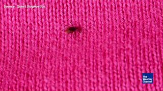 Lyme Disease Now in All 50 States