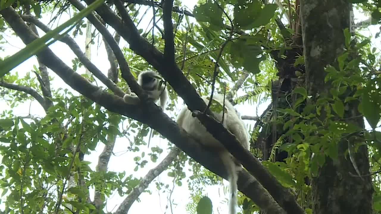 Madagascar Rainforest Could Disappear in 50 Years