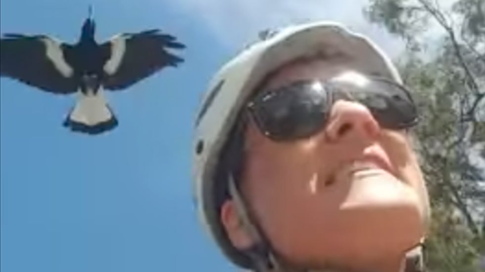 Magpie Attacks Cyclist in Australia