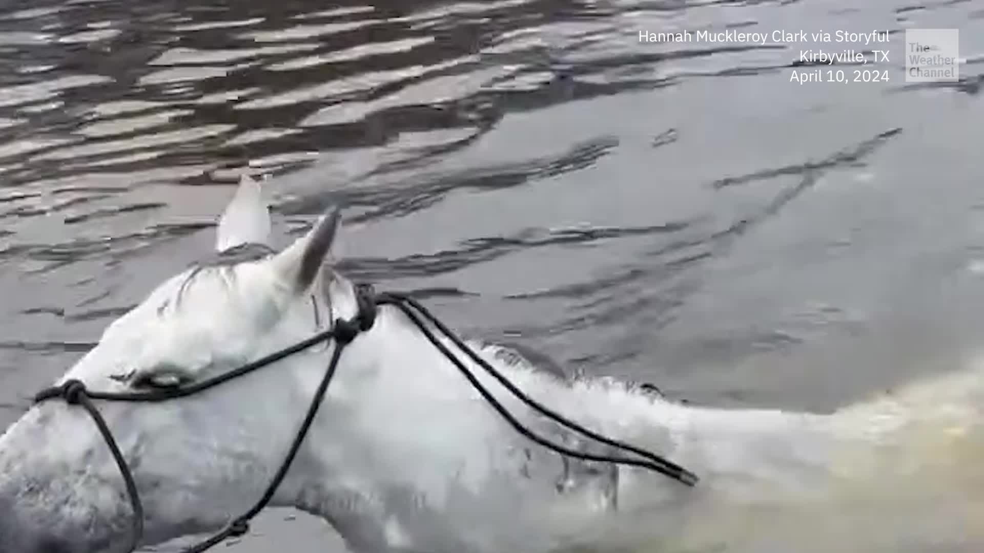 Man Rescues Horses From Texas Flood
